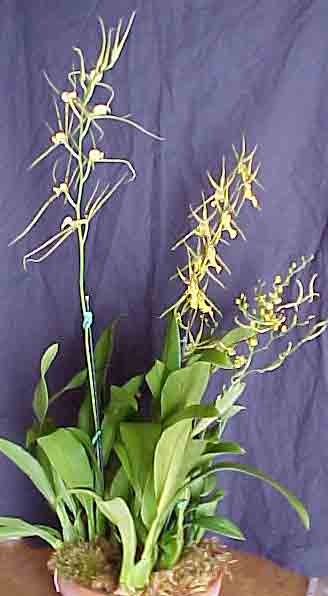 Orchid Plant Bouquet - Four Flowering Orchid Plants