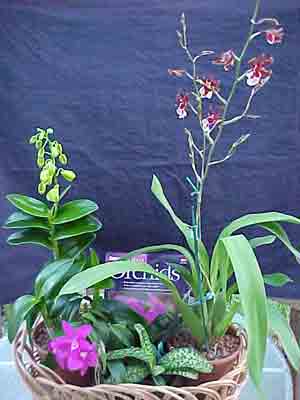 Orchid Collection (Species) NC1