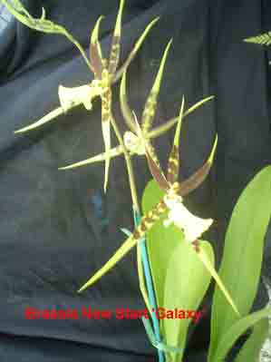 Brassia New Start ' Galaxy'