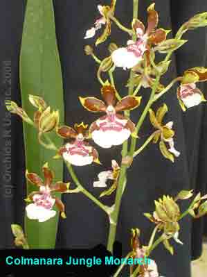 Colmanara Jungle Monarch 1340ha