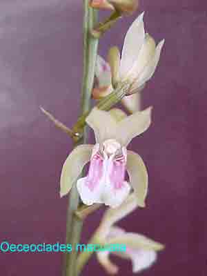Oceoclades maculata 377S