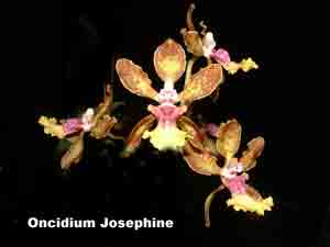 Oncidium Josephine 1177H