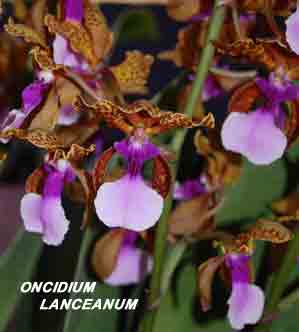 Oncidium lanceanum   913s