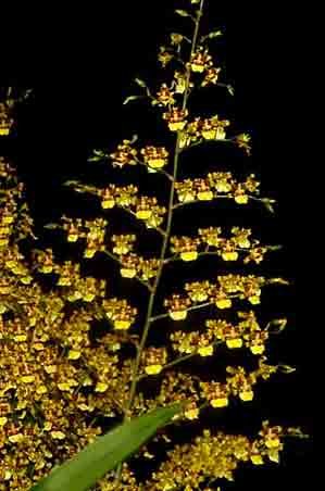 Oncidium sphacelatum  0010S