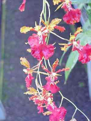 Odcdm. Susan Kaufmanm 'Red Wonder'