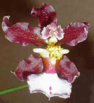 Oncidium (Anthroclus X John Louis Shirah)  1629H