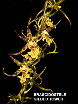 Brascidostele Gilded Tower