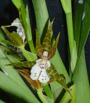 Adps Ognoc   1649H  <br />( Asp. epidendroides X Ada glumacea )