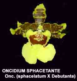 Colmanara Sphacetante  1650H