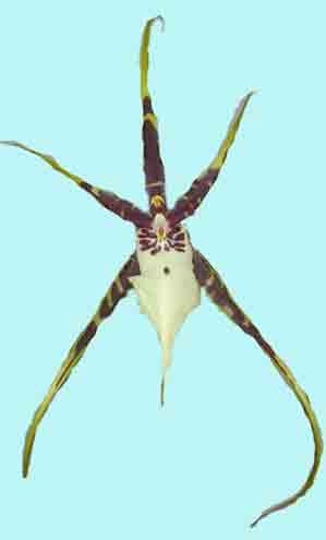 Odbrsa Pisgah Recluse   1719H