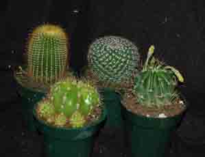 Cactus Collection #1