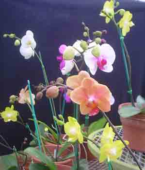 Phalaenopsis Species