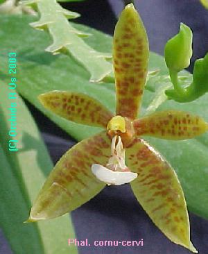 Phalaenopsis cornu-cervi 132S