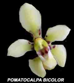 Pomatocalpa bicolor    143S