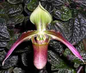 Paphiopedilum hainanense   1056s