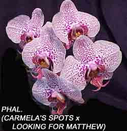 Phal. (Carmela's Spots x Looking for Matthew)  1583H