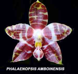 Phalaenopsis amboinensis  1297S