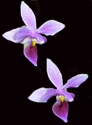 Phalaenopsis equestris 928S