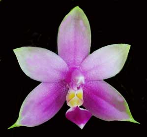 Phalaenopsis violacea