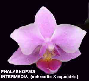 Phalaenopsis Intermedia (xintermediate)  613S