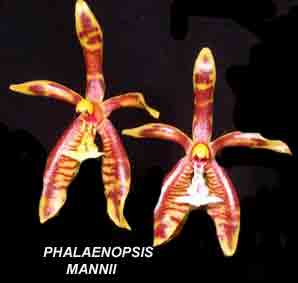 Phalaenopsis manni   429S