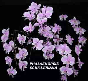 Phalaenopsis schilleriana  206S