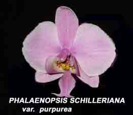Phalaenopsis schilleriana var purpurea
