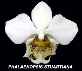Phalaenopsis stuartiana  582ss