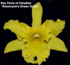 Blc. Ports of Paradise<br /> 'Gleneryrie's Green Giant'