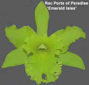 Blc Ports of Paradise <br />'Emerald Isles' FCC/AOS