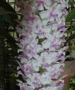 Rhynchostylis retusa