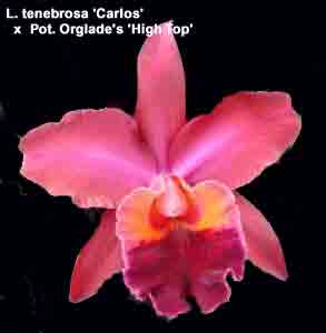 L. tenebrosa 'Carlos' x <br /> Rsc. Orglade's High Top