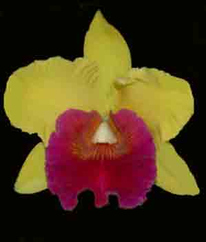 Rsc (Blc) Arom Gold 'Mu' AM/AOS