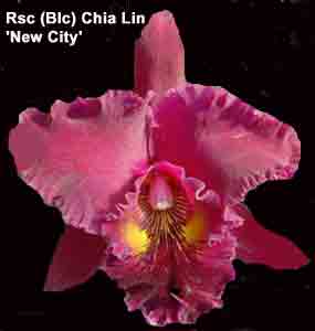 Blc (Rsc) Chia Lin 'New City''  AM/AOS   1535HK