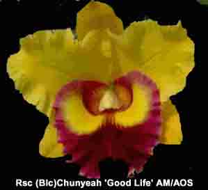 Blc Chunyeah 'Good Life'  AM/AOS