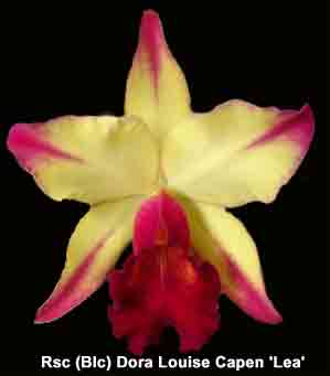 Blc Dora Louise Capen 'Lea' AM/AOS