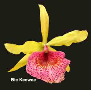 Blc Keowee 'Mendenhall' AM/AOS  267H