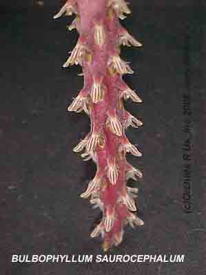 Bulbophyllum saurocephalum   606S
