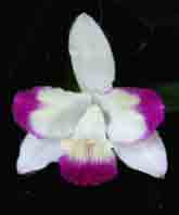 Sc Haw Yuan Angel  'Little Beauty'