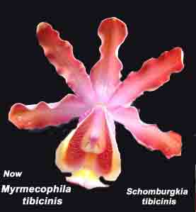 Schomburgkia tibicinis   393S