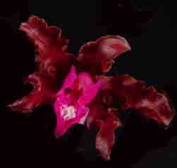 Schomburgkia rosea