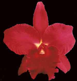 Slc Mae Hawkins  'Miva'  AM/AOS 312H