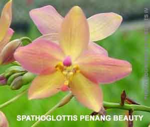 Spathoglottis Penang Beauty  1686H