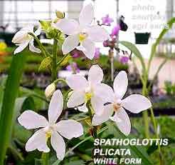 Spathoglottis plicata  White Form  248W