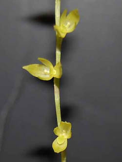 Stelis mularostris