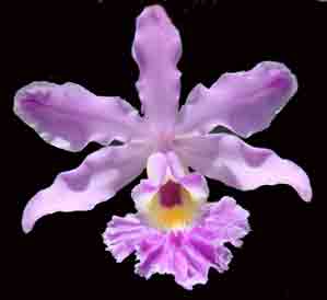 Myrmecophila humboldtii