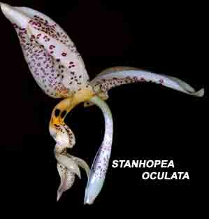 Stanhopea oculata  653s