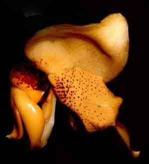 Stanhopea connata   142S