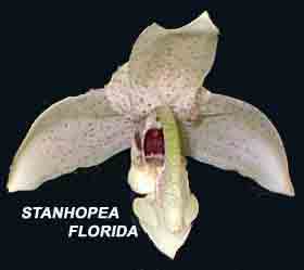 Stanhopea florida  1478S