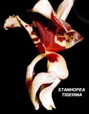 Stanhopea tigrina    147S